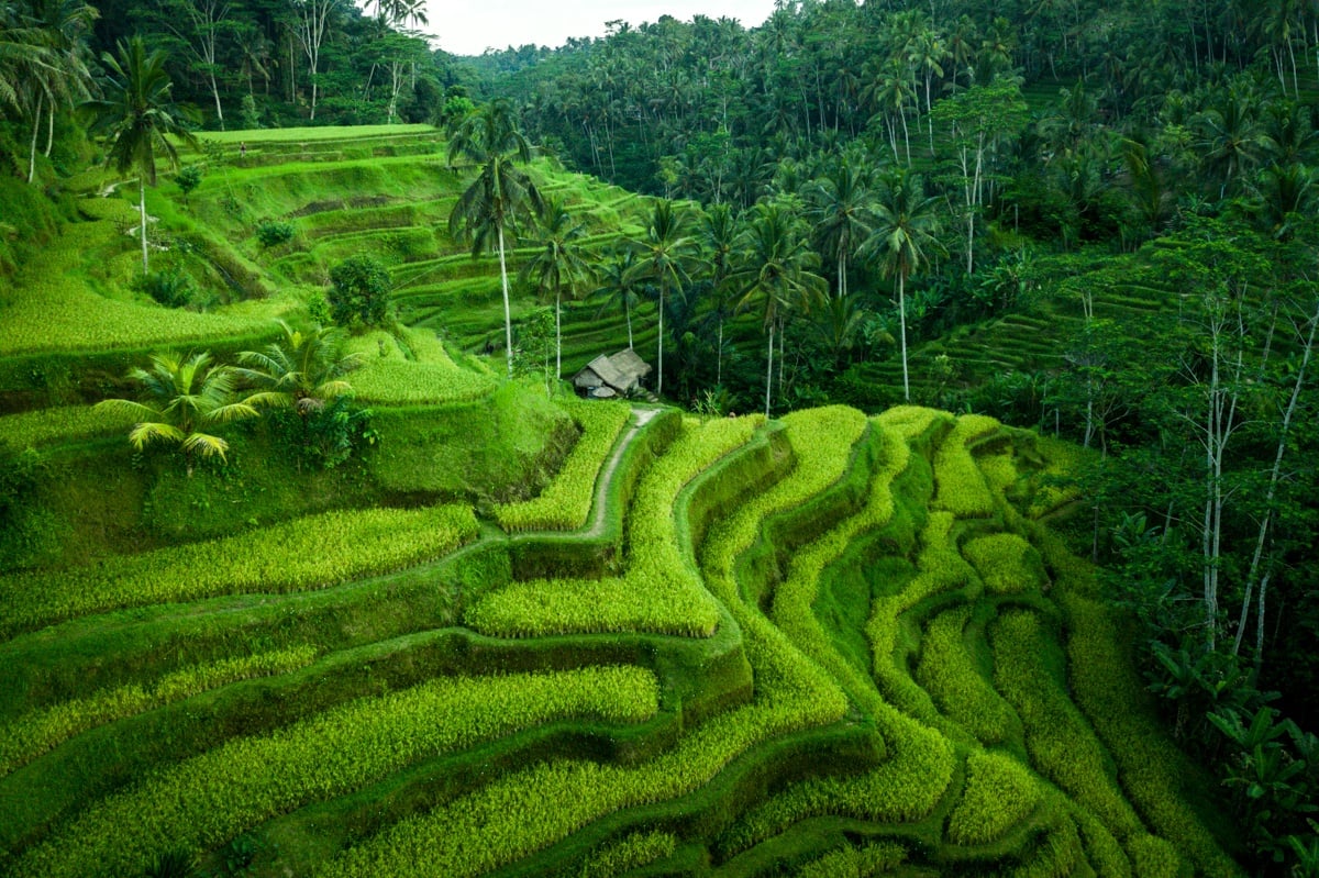 Ubud Rice Terraces