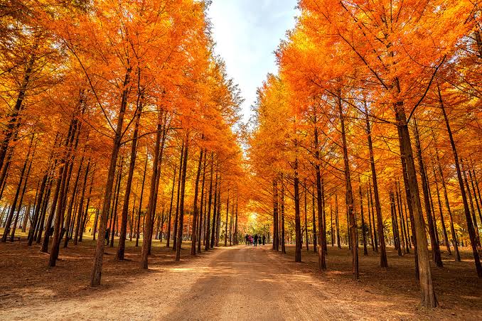 nami island